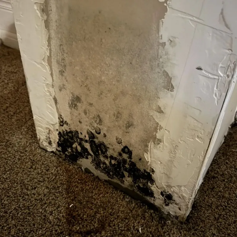 Professional Mold Removal in Somerset, WI